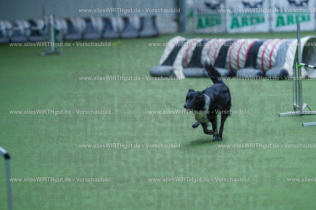 @allesWIRTHgut_Tierfotografie - www.allesWIRTHgut.de - 2604261239-7R501333 | Professionelle Tierfotografie in Mönchengladbach von Daniel Wirth (allesWIRTHgut). Liebevolle & natürliche Bilder von Hunden & Katzen für unvergessliche Erinnerungen.