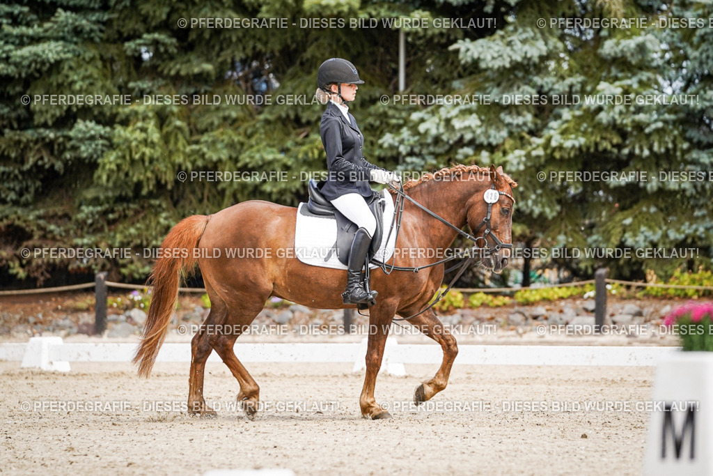 DSC02606 | Pferdegrafie