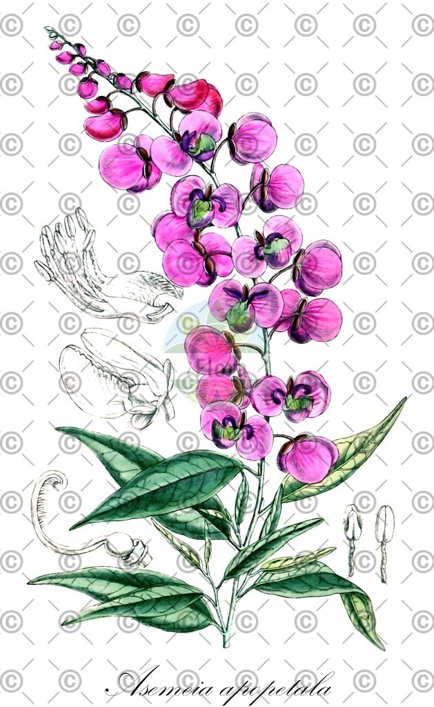 HistAbb_wfo-0000284071_1_ENZY_Simple | Historische Abbildung von Asemeia apopetala - Polygalaceae | Historical Illustration of Asemeia apopetala - Polygalaceae