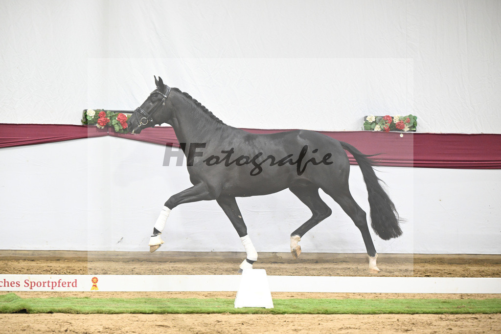 Kat-Nr. 141 Toto jr. x Secret_Bettina Kraft-Pfefferle_47254723 | hf-fotografie - Realisiert mit Pictrs.com