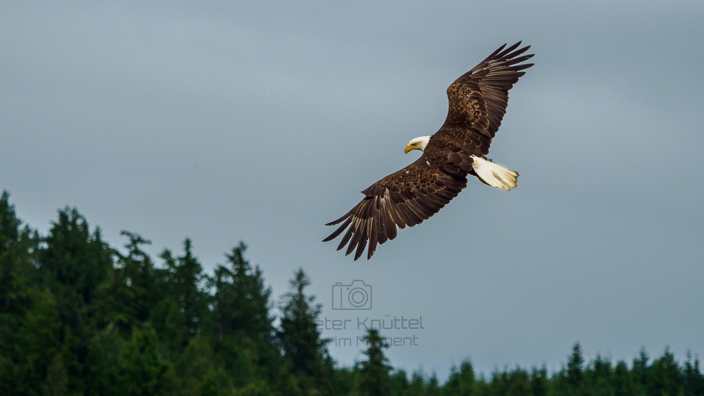 P1628281-LR | Natur im Moment - Realisiert mit Pictrs.com