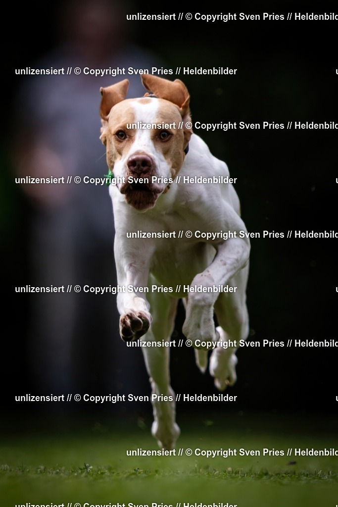 Sven Pries | 19. Allgemeines Hunderennen Karlsruhe Durlach - Realisiert mit Pictrs.com