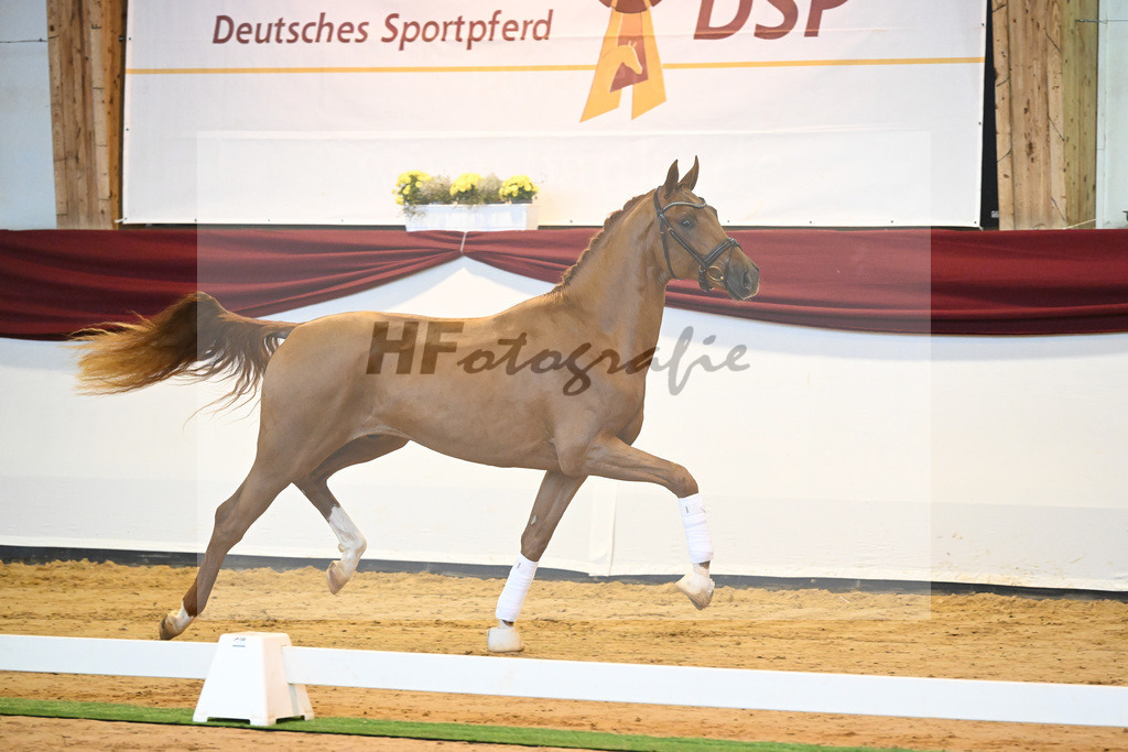 Kat-Nr. 57 v. Vivaldos_Regele_66222122 | hf-fotografie - Realisiert mit Pictrs.com
