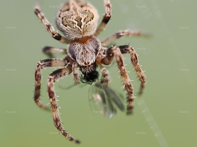 Gartenkreuzspinne | Araneus diadematus – die klassische Gartenkreuzspinne. Deutlich erkennbar am behaarten Prosoma und den charakteristischen Mustern auf dem Abdomen. - Realisiert mit Pictrs.com