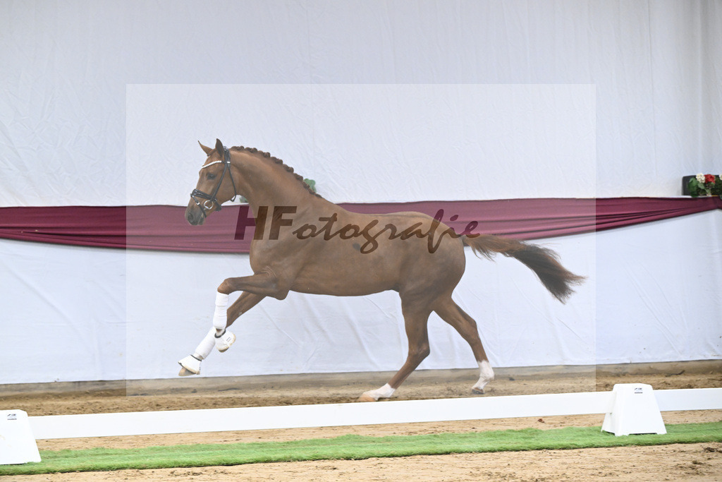 Kat-Nr. 62 Floricello x Zack_MH Pferdezucht u. -sport GmbH_47252383 | hf-fotografie - Realisiert mit Pictrs.com