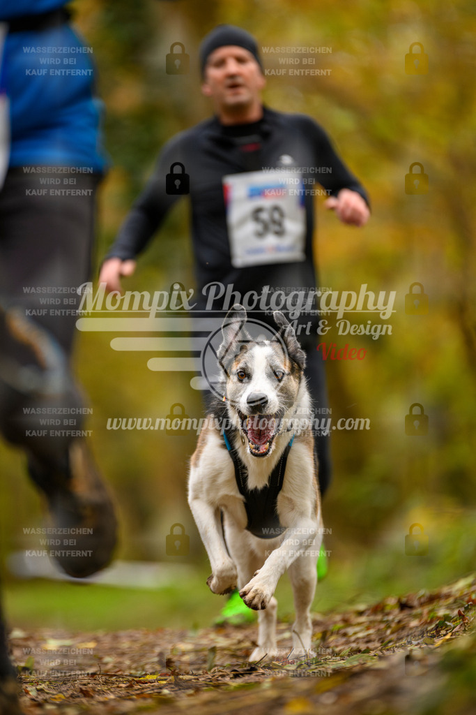 MompixPhotography_Bischwiller24_SA_Canicross-75 | PayLife