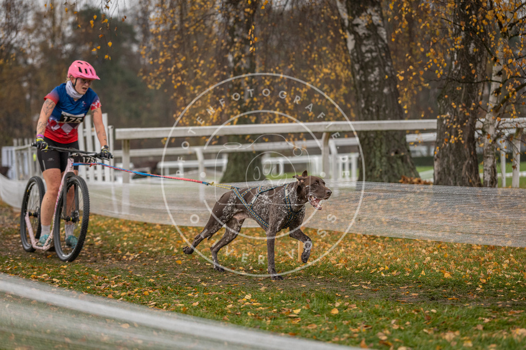 CaniXpix_DV3A8618 | Hundefotografie, Tierfotograf, Pfotenfotografie, Fotoshooting Hund, Hunde Portrait, Hundesport, Hundeportraits, Heideshooting, Hunde, Sportfotograf, Hundefotograf, Turnierhundsport, THS,  - Realisiert mit Pictrs.com