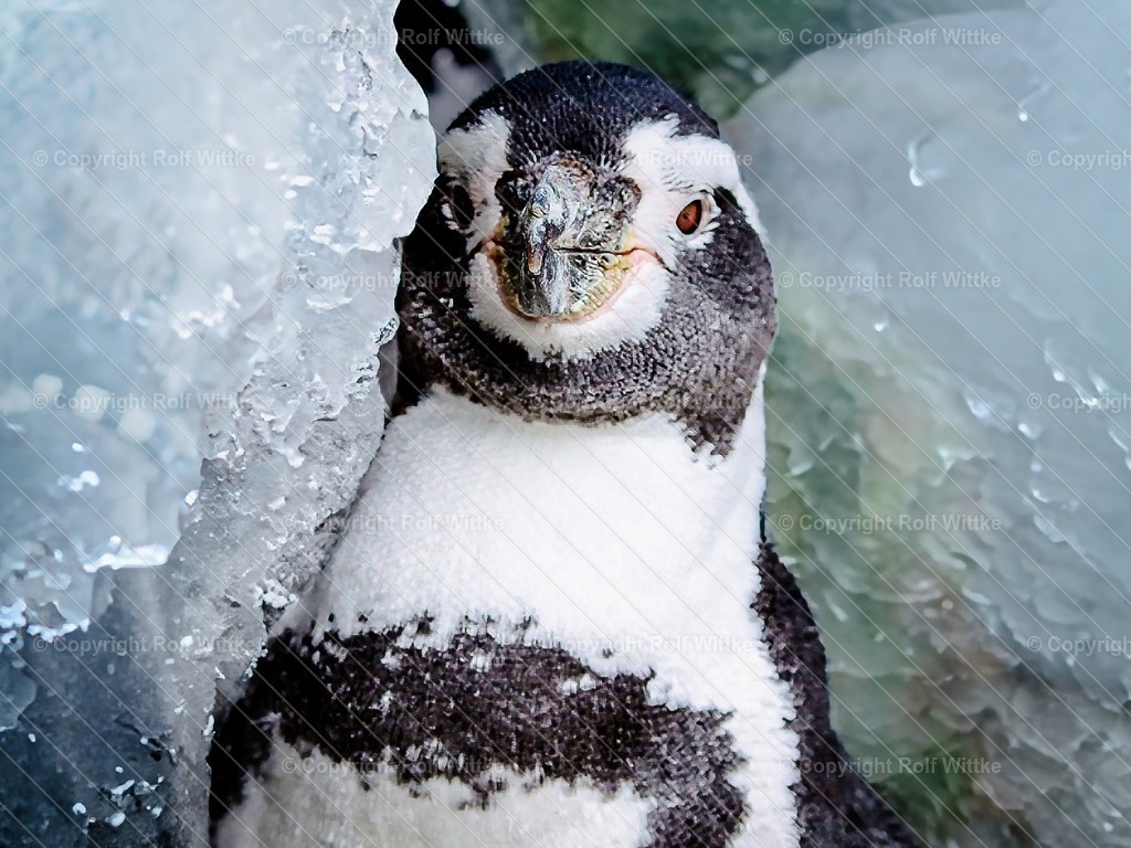 pinguin | bitte freundlich lächeln - Realisiert mit Pictrs.com