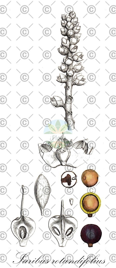 HistAbb_wfo-0001064878_1_ENZY_Simple | Historische Abbildung von Saribus rotundifolius - Arecaceae | Historical Illustration of Saribus rotundifolius - Arecaceae