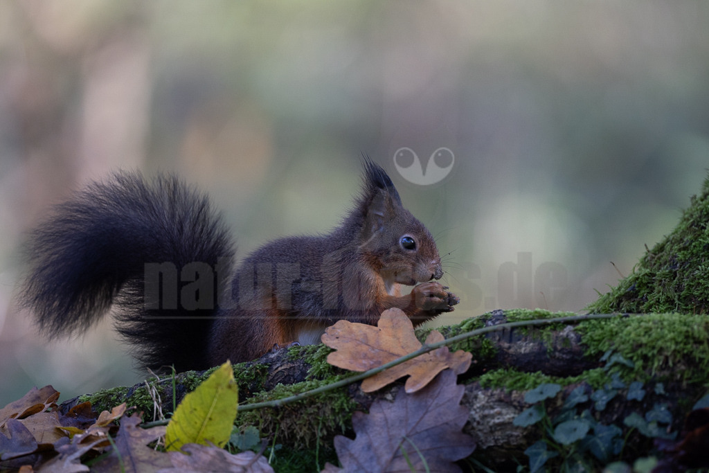 20231112121343-2 | Eurasische Eichhörnchen (Sciurus vulgaris) leben in Nadel-, Laub- und Mischwäldern mit alten Baumbeständen und sind fast in ganz Europa verbreitet. In Deutschland und vielen anderen Ländern haben sie sich auch städtische Lebensräume erschlossen. Sie halten sich gern in der Nähe von Menschen auf und sind in Gärten und Parks zu finden, solange es dort genügend Nahrung und Unterschlupf gibt. - Realisiert mit Pictrs.com