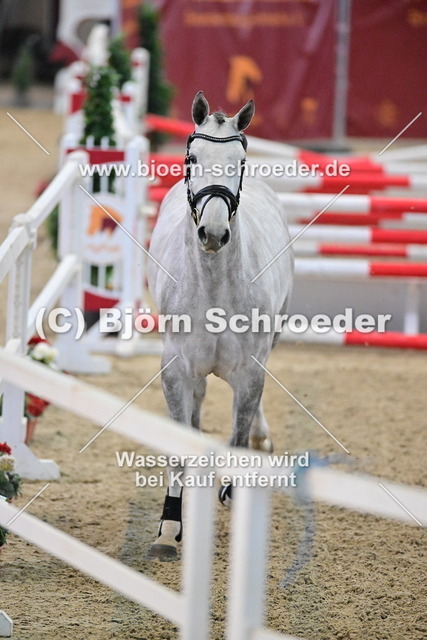 31_Colman - Zirocco Blue_790_7832 | Björn Schroeder Pferdefotografie