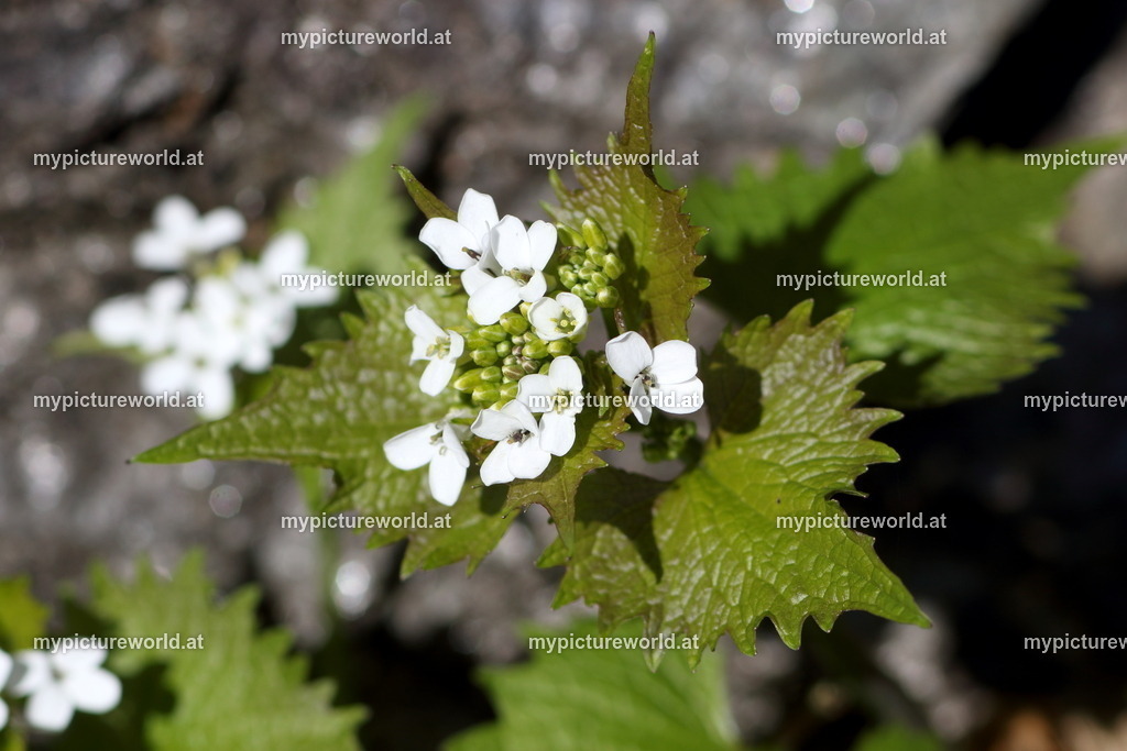 Knoblauchsrauke-003 | Das Bilderarchiv über Tiere, Planzen und Landschaften. In der Bilddatenbank finden Sie ein große Auswahl an hochwertigen Bilder für Ihre Werbung - Realisiert mit Pictrs.com