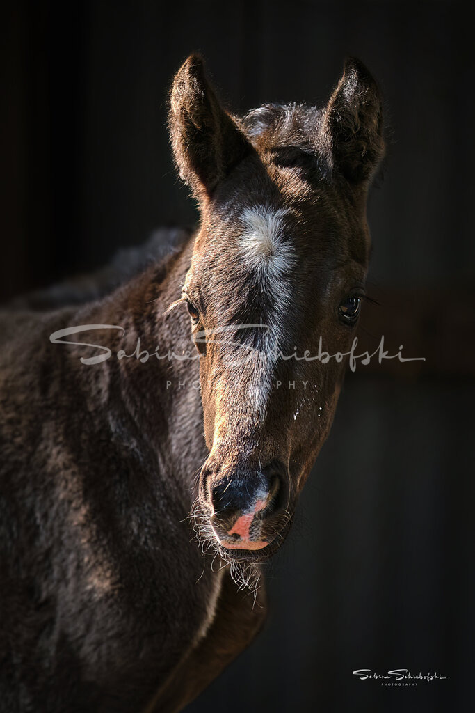 "Elli" | Ein Fohlen mit neugierigem Blick in die Kamera - Realisiert mit Pictrs.com