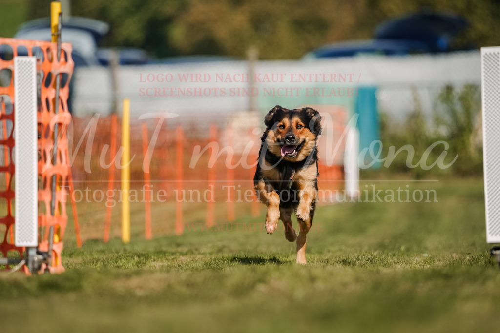 20250928_Hunderennen-660 | MuT (Mensch und Tier) mit Mona - Fotografie und Tierkommunikation - Realisiert mit Pictrs.com