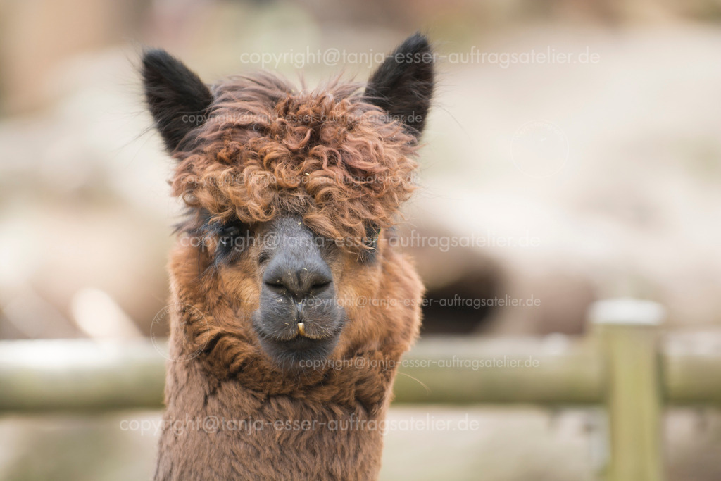 Alpaca (Lama) head from the front | Porträt eines Suri-Alpakas mit gekräuselten Haaren. 