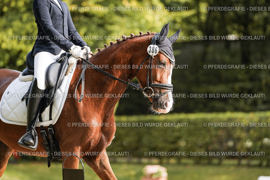 DSC05961 | Pferdegrafie