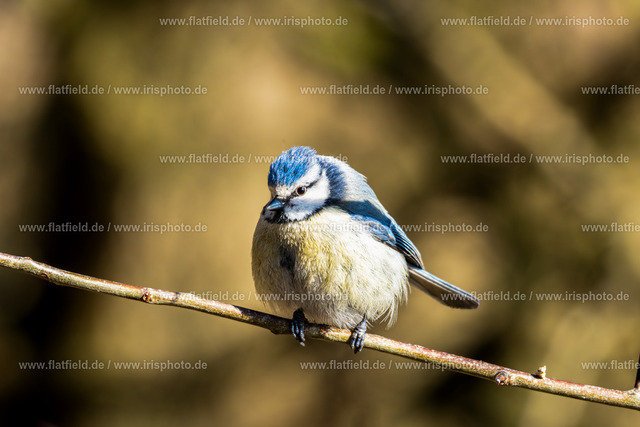 Meise auf Ast | Gesehen im Mönchbruch | Naturfoto / Waldfoto