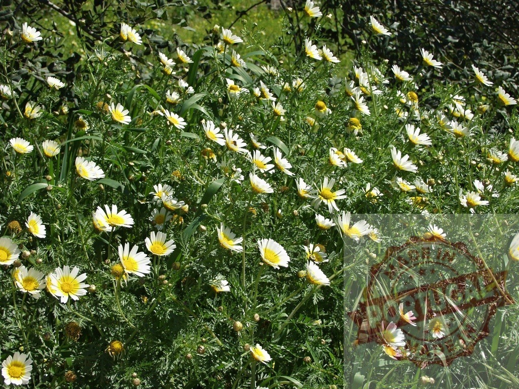 Crown daisy flowers blooming in spring field | White crown daisy flowers growing in a green field, illuminated by sunlight - Realized with Pictrs.com
