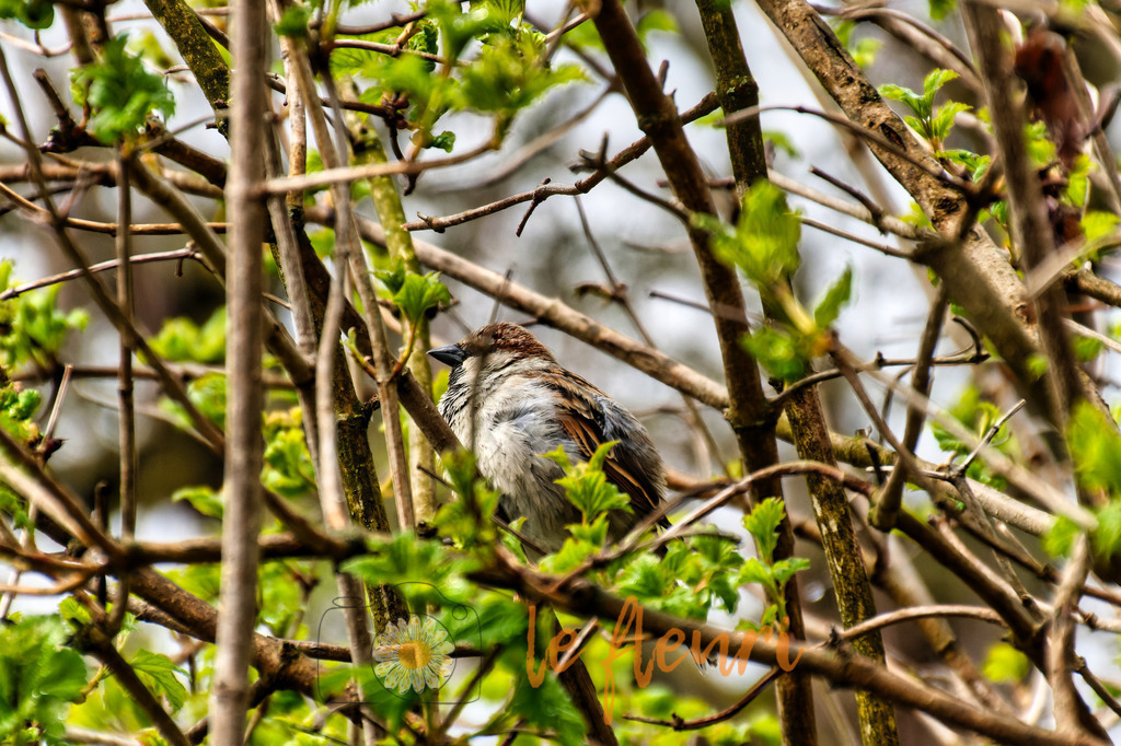 Haussperling im Scheer | Dies ist der Shop von Florian Blum - le fleuri. Langenthal, Bern, Schweiz. Sie können hier meine oder ihre eigenen Fotos als Fotoprodukte kaufen. Tassen, Schlüsselanhänger, Taschen etc. können Sie hier gestalten.  - Realisiert mit Pictrs.com