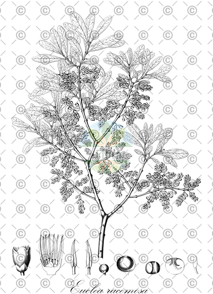 HistAbb_wfo-0000956195_1_ENZY_Simple | Historische Abbildung von Euclea racemosa - Ebenaceae | Historical Illustration of Euclea racemosa - Ebenaceae