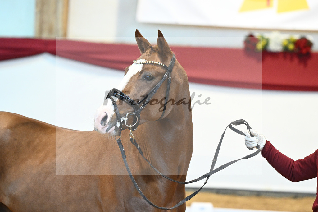 Kat-Nr. 5 Benicio x Florencio I_Lechl_43231612 | hf-fotografie - Realisiert mit Pictrs.com