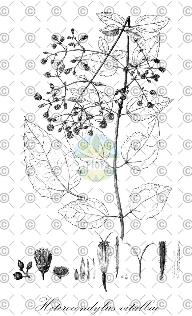 HistAbb_wfo-0000068179_1_ENZY_Simple | Historische Abbildung von Heterocondylus vitalbae - Asteraceae | Historical Illustration of Heterocondylus vitalbae - Asteraceae