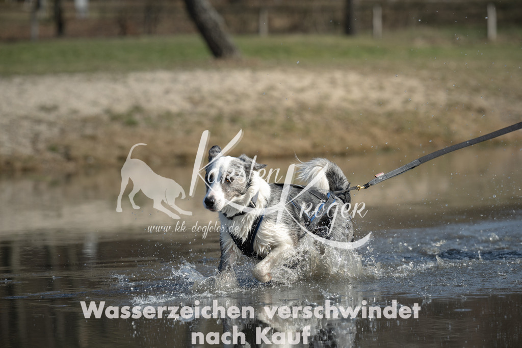 1312_ZZ95207 | kk-dogfotos