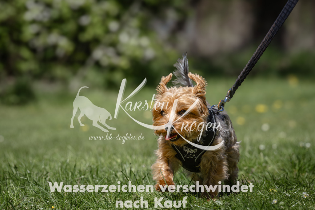 1245_ZZ94058 | kk-dogfotos