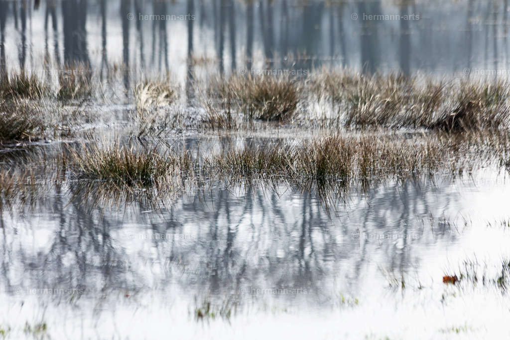 Nature-Arts-014 | Photo Foto Kunst Art schwarzweiss Bilder Rheine Münster Berlin Blumen 