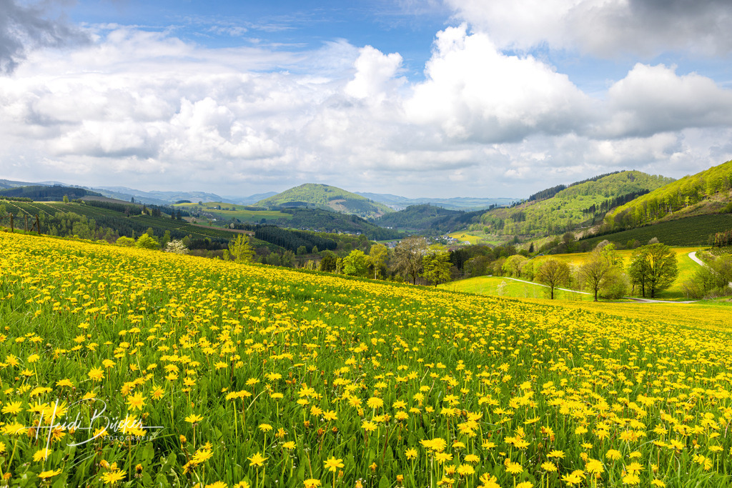 Löwenzahnwiese im Sauerland 04 | Bilder und Impressionen zu jeder Jahreszeit aus dem Sauerland im Naturpark Sauerland-Rothaargebirge - Realisiert mit Pictrs.com