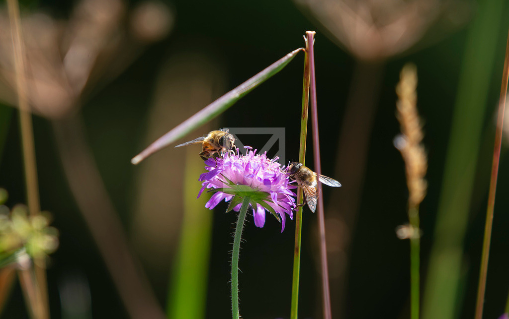 Anflug auf Blüte II | Die Online-Fotodatenbank von Marcel Mücke. Bilder für private oder kommerzielle Zwecke kaufen oder als Druck bestellen. - Realisiert mit Pictrs.com
