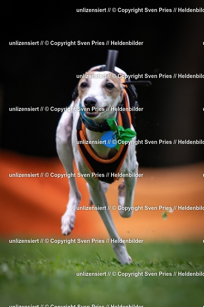 Sven Pries | 19. Allgemeines Hunderennen Karlsruhe Durlach - Realisiert mit Pictrs.com