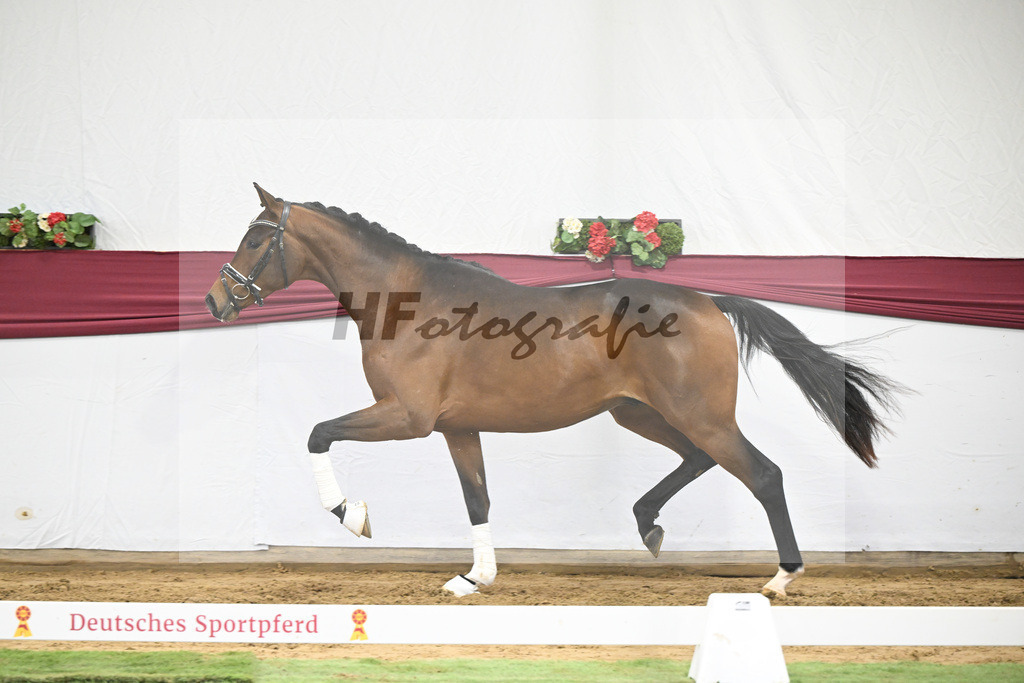 Kat-Nr. 26 Dynamic Dream x Le Mans_Kurt Fink_47250797 | hf-fotografie - Realisiert mit Pictrs.com