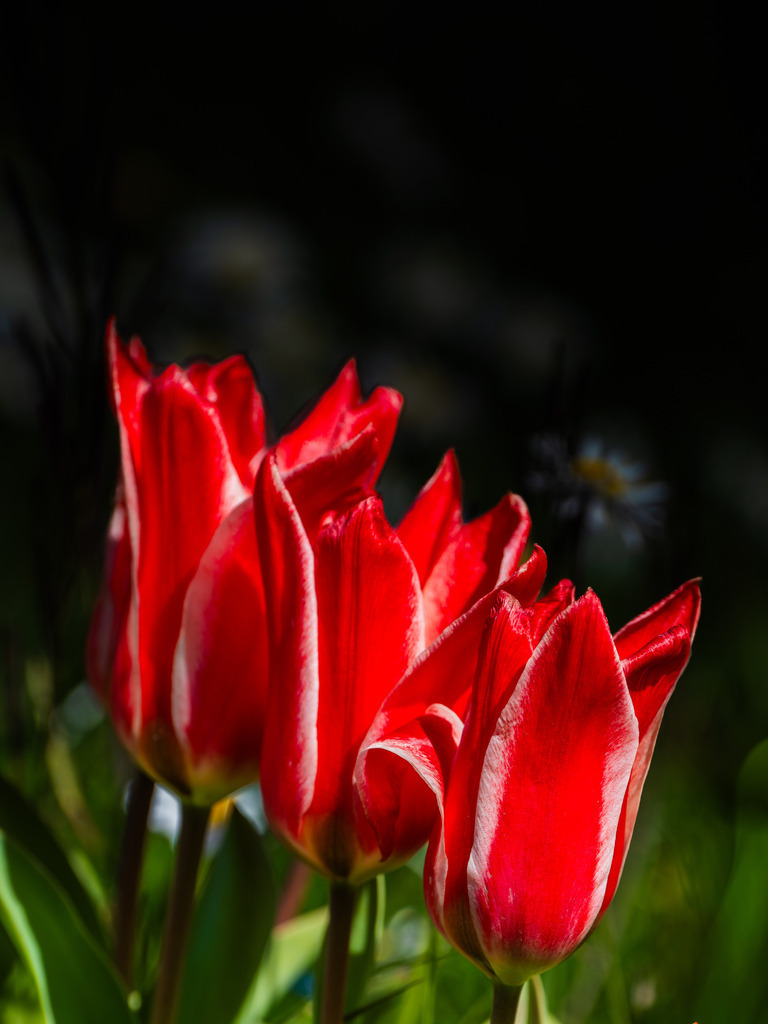 DSCF4508-5 | Tier- & Landschaftsfotografie und Porträtshootings. Entdecke einzigartige Fotokunst als Wandbild, Tasse oder Mauspad – mit Leidenschaft fotografiert - Realisiert mit Pictrs.com