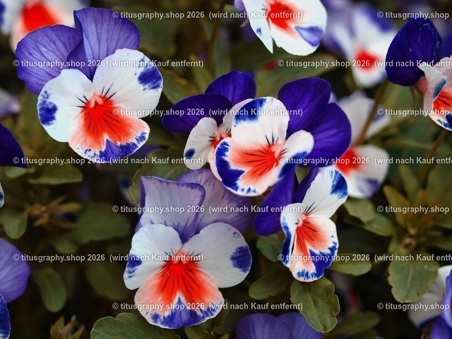 titusgraphy-P5107942_var-062 | Fotokunstarbeit aus der INSTAGRAM-Gallerie auf titusgraphy.eu - Realisiert mit Pictrs.com