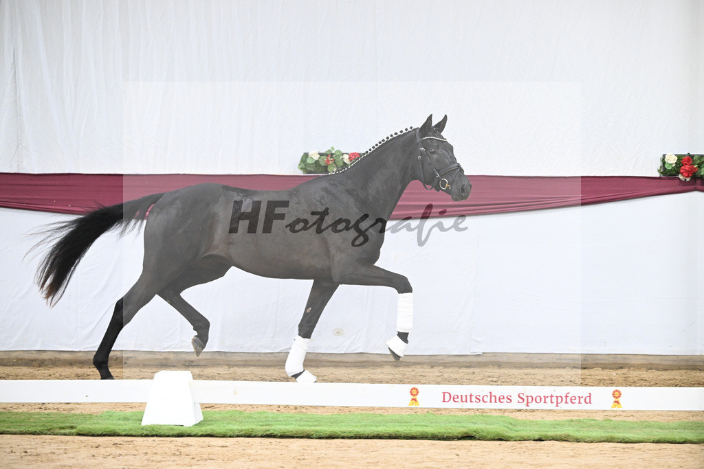 Kat-Nr. 29 Zackerey x L Espoir_Gestuet Greim_47253569 | hf-fotografie - Realisiert mit Pictrs.com