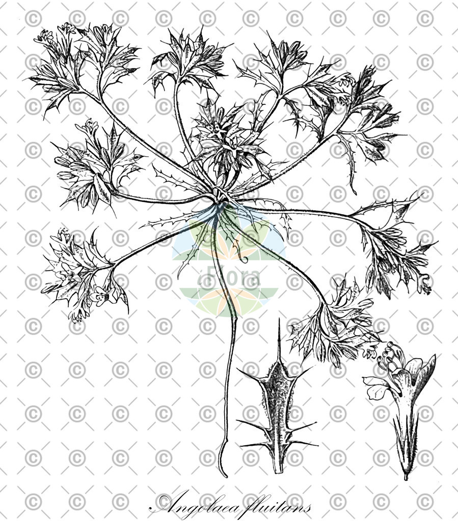 HistAbb_wfo-0000536542_196_ENZY_Simple | Historische Abbildung von Angolaea fluitans - Podostemaceae | Historical Illustration of Angolaea fluitans - Podostemaceae