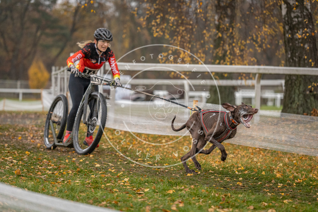 CaniXpix_DV3A7470 | Hundefotografie, Tierfotograf, Pfotenfotografie, Fotoshooting Hund, Hunde Portrait, Hundesport, Hundeportraits, Heideshooting, Hunde, Sportfotograf, Hundefotograf, Turnierhundsport, THS,  - Realisiert mit Pictrs.com