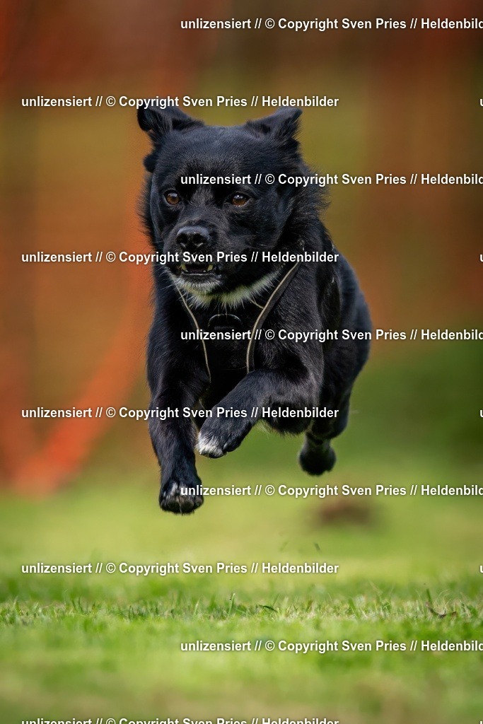 Sven Pries | 2024-09-22 - Hunderennen Baden-BadenPudelverein - Realisiert mit Pictrs.com