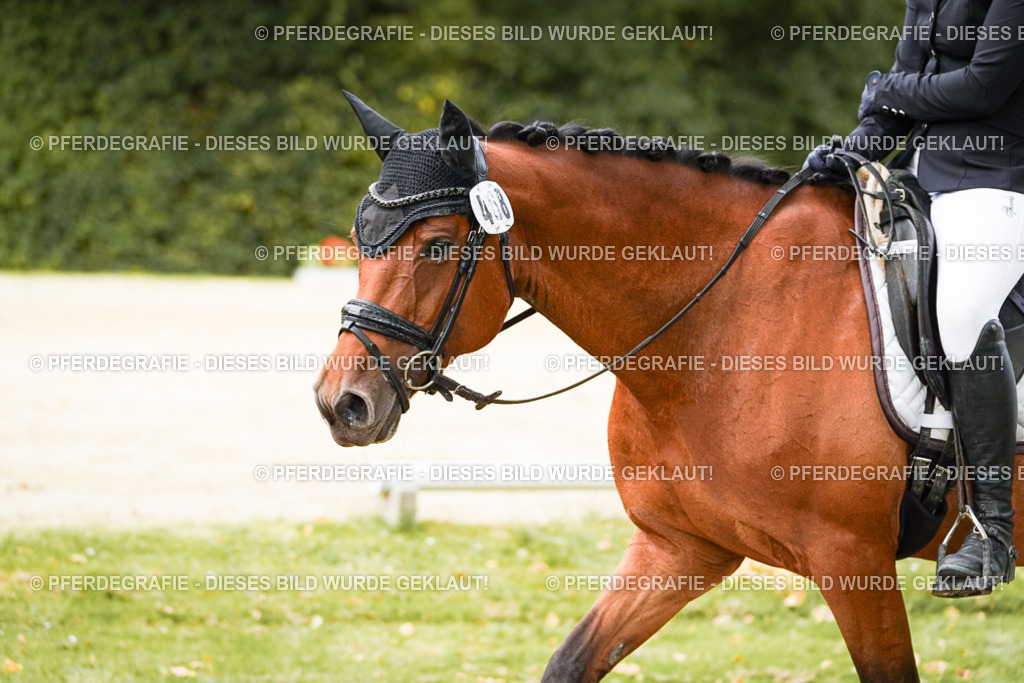 DSC01822 | Pferdegrafie