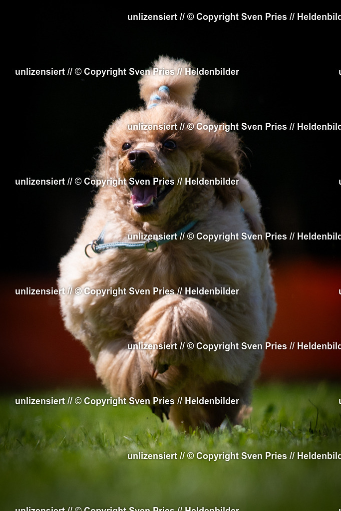 Sven Pries | 2025-08-10 - Hunderennen Durlach - Realisiert mit Pictrs.com