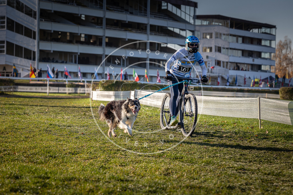 CaniXpix_0L8A4036 | Hundefotografie, Tierfotograf, Pfotenfotografie, Fotoshooting Hund, Hunde Portrait, Hundesport, Hundeportraits, Heideshooting, Hunde, Sportfotograf, Hundefotograf, Turnierhundsport, THS,  - Realisiert mit Pictrs.com