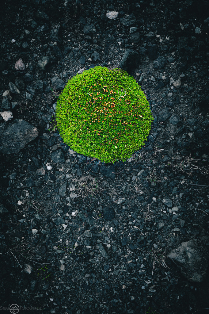 Moos | Sie fasziniert die Schweizer Natur und Bergwelt genau so wie mich? Auf www.steg-fotografie.ch findest du sicher ein passendes Bild von Landschaften, Tieren oder dem Nachthimmel für deine Wohnung. Jetzt als Wandbild, Abzug, Karte oder Download bestellen. - Realisiert mit Pictrs.com