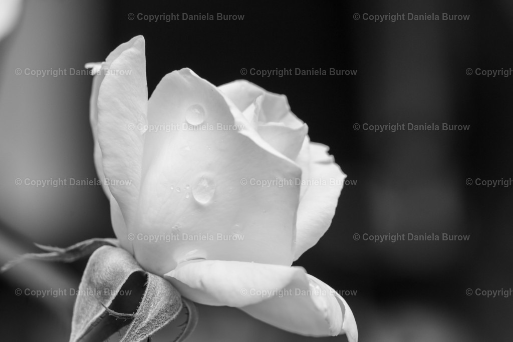 Rose weiß1 | danielaburow - Realisiert mit Pictrs.com
