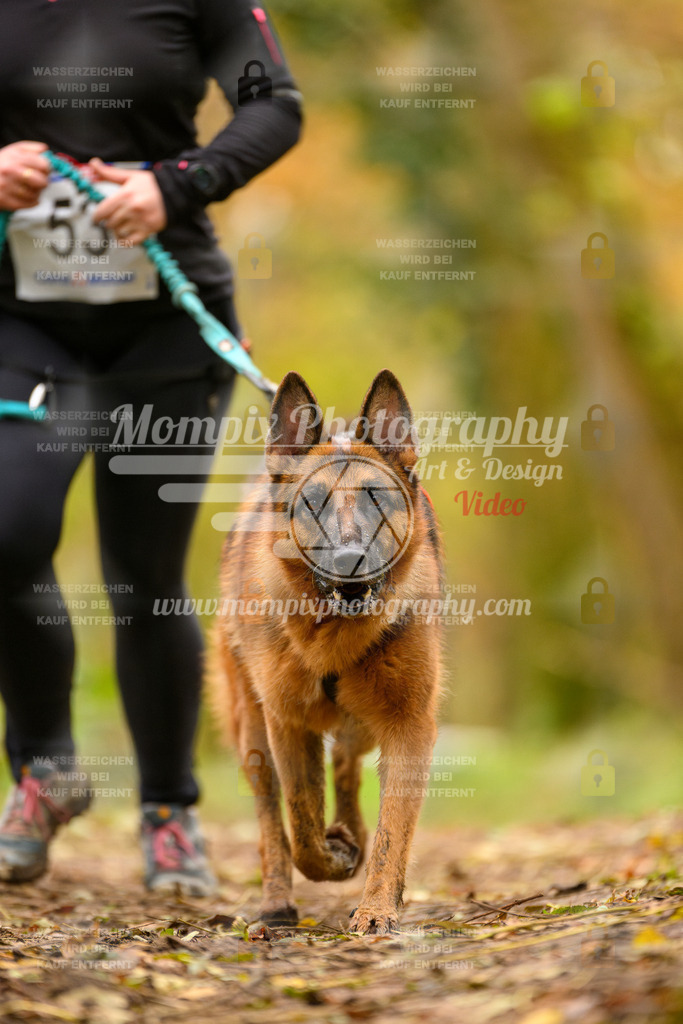 MompixPhotography_Bischwiller24_SA_Canicross-70 | PayLife