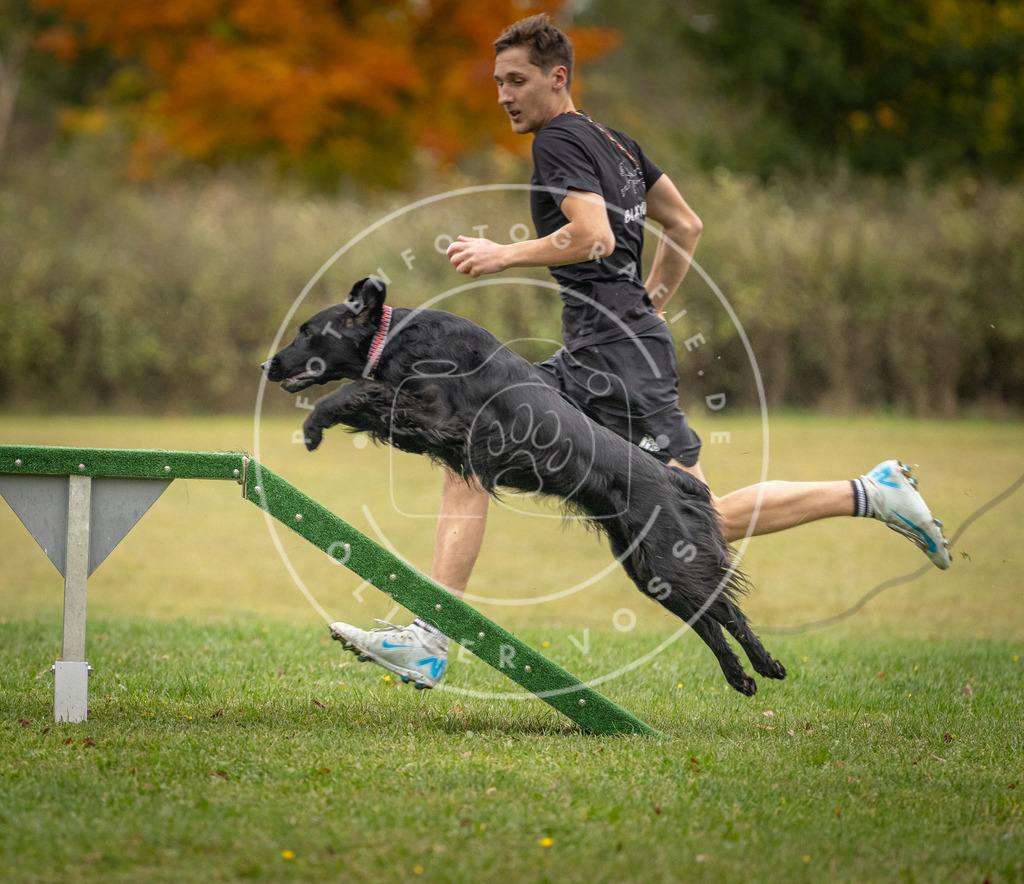 Pfotenfotografie_DV3A0050 | Hundefotografie, Tierfotograf, Pfotenfotografie, Fotoshooting Hund, Hunde Portrait, Hundesport, Hundeportraits, Heideshooting, Hunde, Sportfotograf, Hundefotograf, Turnierhundsport, THS,  - Realisiert mit Pictrs.com