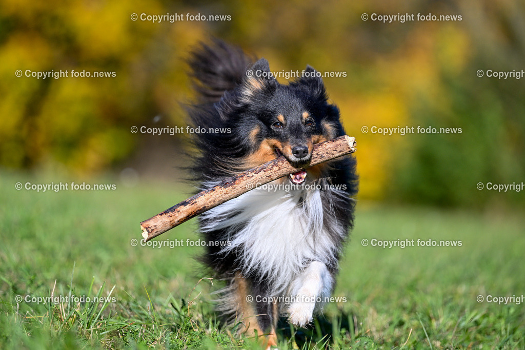 Hund_ Hunde_ Arrigo_ 04.11.2023-17 | 04.11.2023, Linz, AUT, Hund, Hunde, im Bild Hund, Hunde, Arrigo, Sheltie, Shetland Sheepdog, Rasse