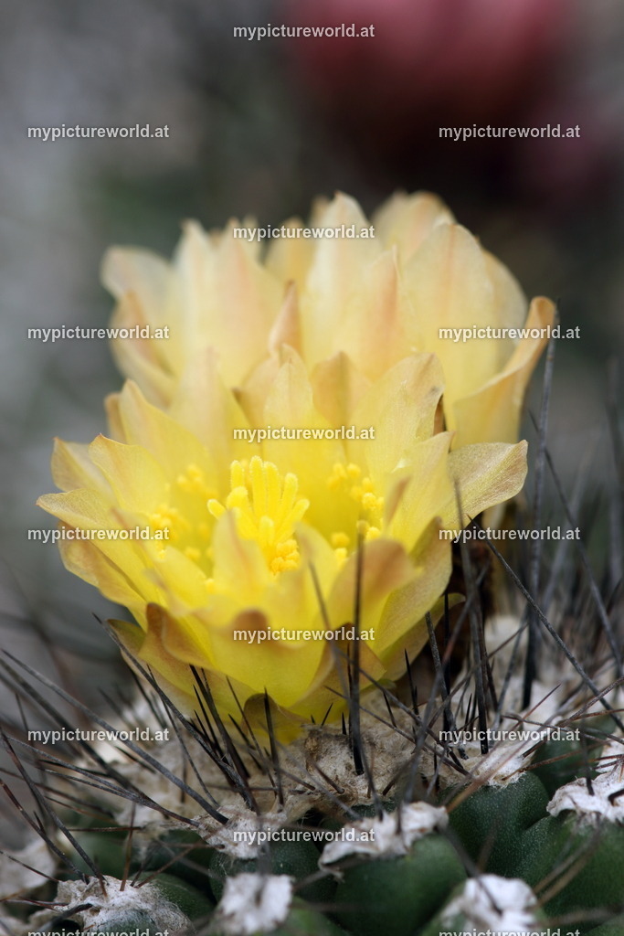 Copiapoa cupreata-002 | Das Bilderarchiv über Tiere, Planzen und Landschaften. In der Bilddatenbank finden Sie ein große Auswahl an hochwertigen Bilder für Ihre Werbung - Realisiert mit Pictrs.com