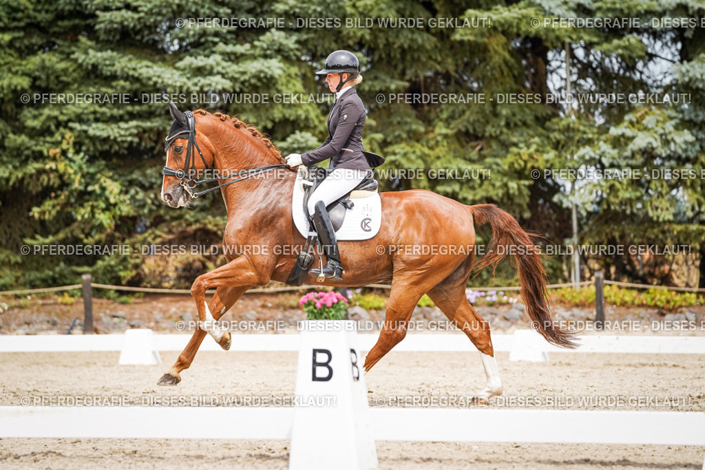 DSC05286 | Pferdegrafie