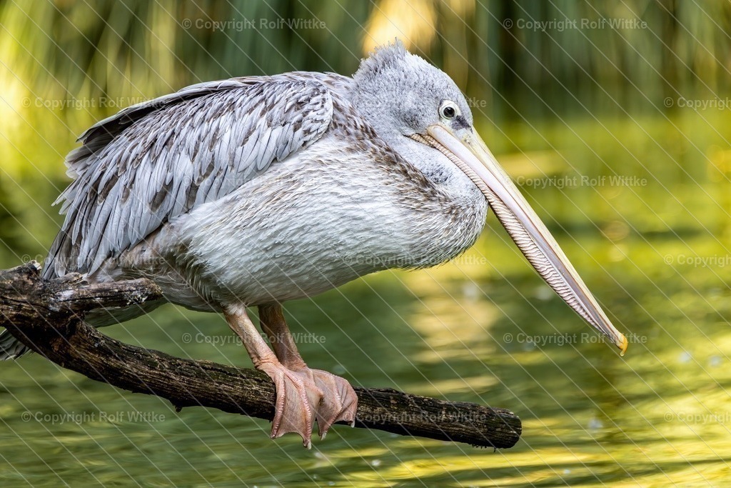 pelikan0.1 | Rolf Wittke  - Realisiert mit Pictrs.com